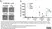 Anti Bovine Interferon Gamma Antibody, clone CC302 thumbnail image 13