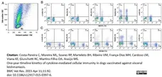 Anti Bovine Interferon Gamma Antibody, clone CC302 gallery image 4