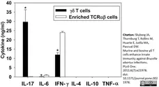 Anti Bovine Interferon Gamma Antibody, clone CC330 gallery image 2