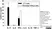 Anti Bovine Interferon Gamma Antibody, clone CC330 thumbnail image 2
