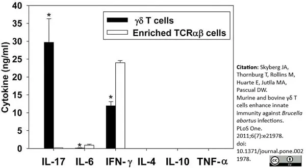 Anti Bovine Interferon Gamma Antibody, clone CC330 gallery image 2