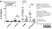Anti Bovine Interleukin-12/23 Antibody, clone CC301 thumbnail image 2