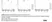 Anti Bovine Interleukin-12/23 Antibody, clone CC326 thumbnail image 1