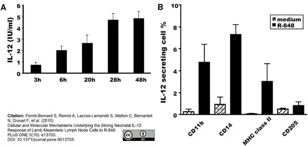 Anti Bovine Interleukin-12/23 Antibody, clone CC326 gallery image 5