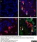 Anti Bovine Interleukin-4 Antibody, clone CC313 thumbnail image 2