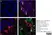 Anti Bovine Interleukin-4 Antibody, clone CC313 thumbnail image 2
