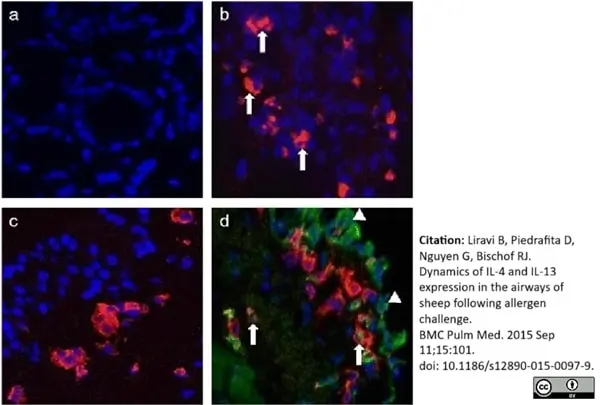 Anti Bovine Interleukin-4 Antibody, clone CC313 gallery image 2