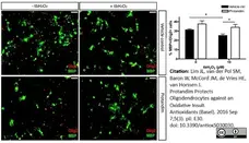 Anti MBP (aa82-87) Antibody, clone 12 gallery image 1