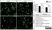 Anti MBP (aa82-87) Antibody, clone 12 thumbnail image 1