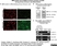 Anti MBP (aa82-87) Antibody, clone 12 thumbnail image 11