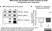 Anti MBP (aa82-87) Antibody, clone 12 thumbnail image 11
