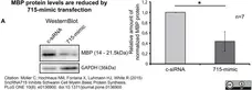 Anti MBP (aa82-87) Antibody, clone 12 gallery image 12