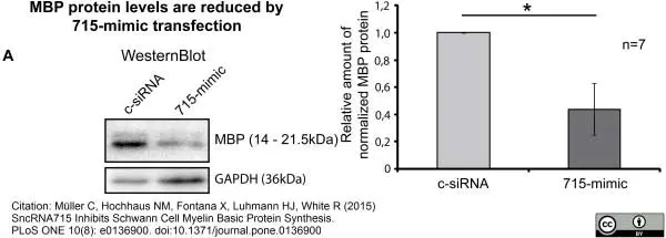 Anti MBP (aa82-87) Antibody, clone 12 gallery image 12