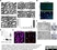 Anti MBP (aa82-87) Antibody, clone 12 thumbnail image 14