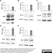 Anti MBP (aa82-87) Antibody, clone 12 thumbnail image 17