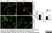 Anti MBP (aa82-87) Antibody, clone 12 thumbnail image 1