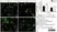 Anti MBP (aa82-87) Antibody, clone 12 thumbnail image 2