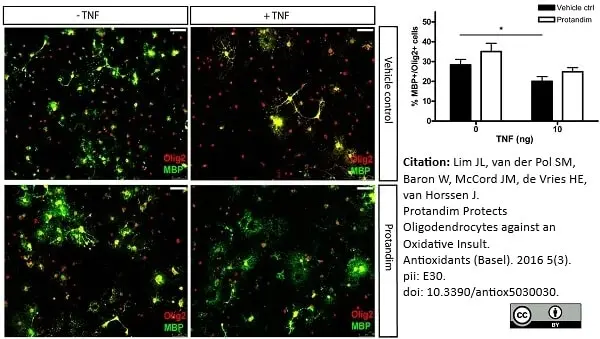 Anti MBP (aa82-87) Antibody, clone 12 gallery image 2
