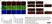 Anti MBP (aa82-87) Antibody, clone 12 thumbnail image 20