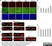 Anti MBP (aa82-87) Antibody, clone 12 thumbnail image 20