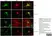 Anti MBP (aa82-87) Antibody, clone 12 thumbnail image 23