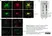 Anti MBP (aa82-87) Antibody, clone 12 thumbnail image 24
