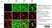Anti MBP (aa82-87) Antibody, clone 12 thumbnail image 25