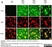 Anti MBP (aa82-87) Antibody, clone 12 thumbnail image 26