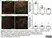 Anti MBP (aa82-87) Antibody, clone 12 thumbnail image 28