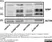 Anti MBP (aa82-87) Antibody, clone 12 thumbnail image 29