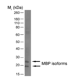 Anti MBP (aa82-87) Antibody, clone 12 gallery image 3