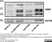 Anti MBP (aa82-87) Antibody, clone 12 thumbnail image 29
