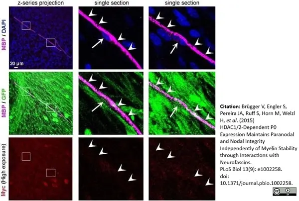 Anti MBP (aa82-87) Antibody, clone 12 gallery image 31
