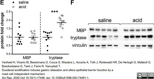 Anti MBP (aa82-87) Antibody, clone 12 gallery image 32