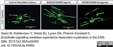 Anti MBP (aa82-87) Antibody, clone 12 gallery image 33