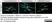 Anti MBP (aa82-87) Antibody, clone 12 thumbnail image 33