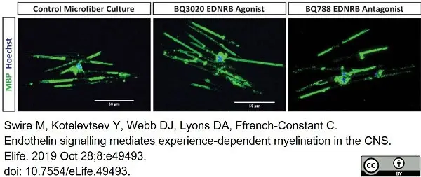 Anti MBP (aa82-87) Antibody, clone 12 gallery image 33