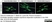 Anti MBP (aa82-87) Antibody, clone 12 thumbnail image 34