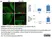 Anti MBP (aa82-87) Antibody, clone 12 thumbnail image 35