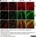 Anti MBP (aa82-87) Antibody, clone 12 thumbnail image 36
