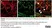Anti MBP (aa82-87) Antibody, clone 12 thumbnail image 36