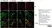 Anti MBP (aa82-87) Antibody, clone 12 thumbnail image 38