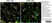 Anti MBP (aa82-87) Antibody, clone 12 thumbnail image 39