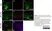 Anti MBP (aa82-87) Antibody, clone 12 thumbnail image 40