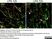 Anti MBP (aa82-87) Antibody, clone 12 thumbnail image 41