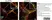 Anti MBP (aa82-87) Antibody, clone 12 thumbnail image 42