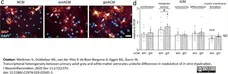 Anti MBP (aa82-87) Antibody, clone 12 gallery image 43
