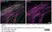 Anti MBP (aa82-87) Antibody, clone 12 thumbnail image 45
