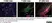 Anti MBP (aa82-87) Antibody, clone 12 thumbnail image 46