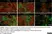 Anti MBP (aa82-87) Antibody, clone 12 thumbnail image 47